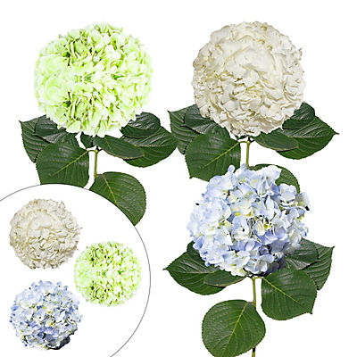 Hydrangea Jumbo and Regular Combo Pack, 12 Stems - White/Blue/Kiwi