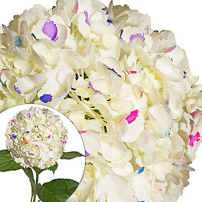 Hand-Painted Hydrangeas, 26 Stems - Party