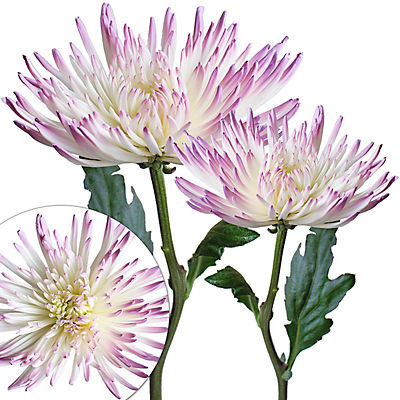 Painted Spider Mums, 100 ct. - White/Lilac