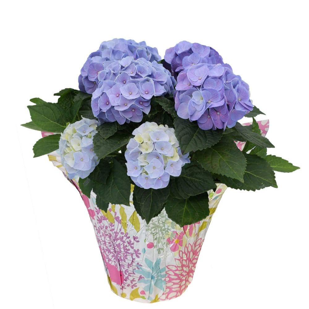 6.5 Planter with Blue Hydrangea - Floral Arrangements - 6.5