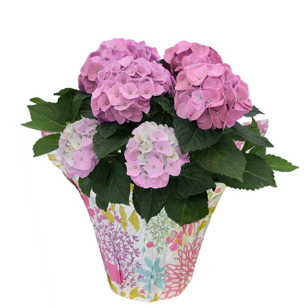 6.5 Planter with Pink Hydrangea - Flowers in Bulk - 6.5
