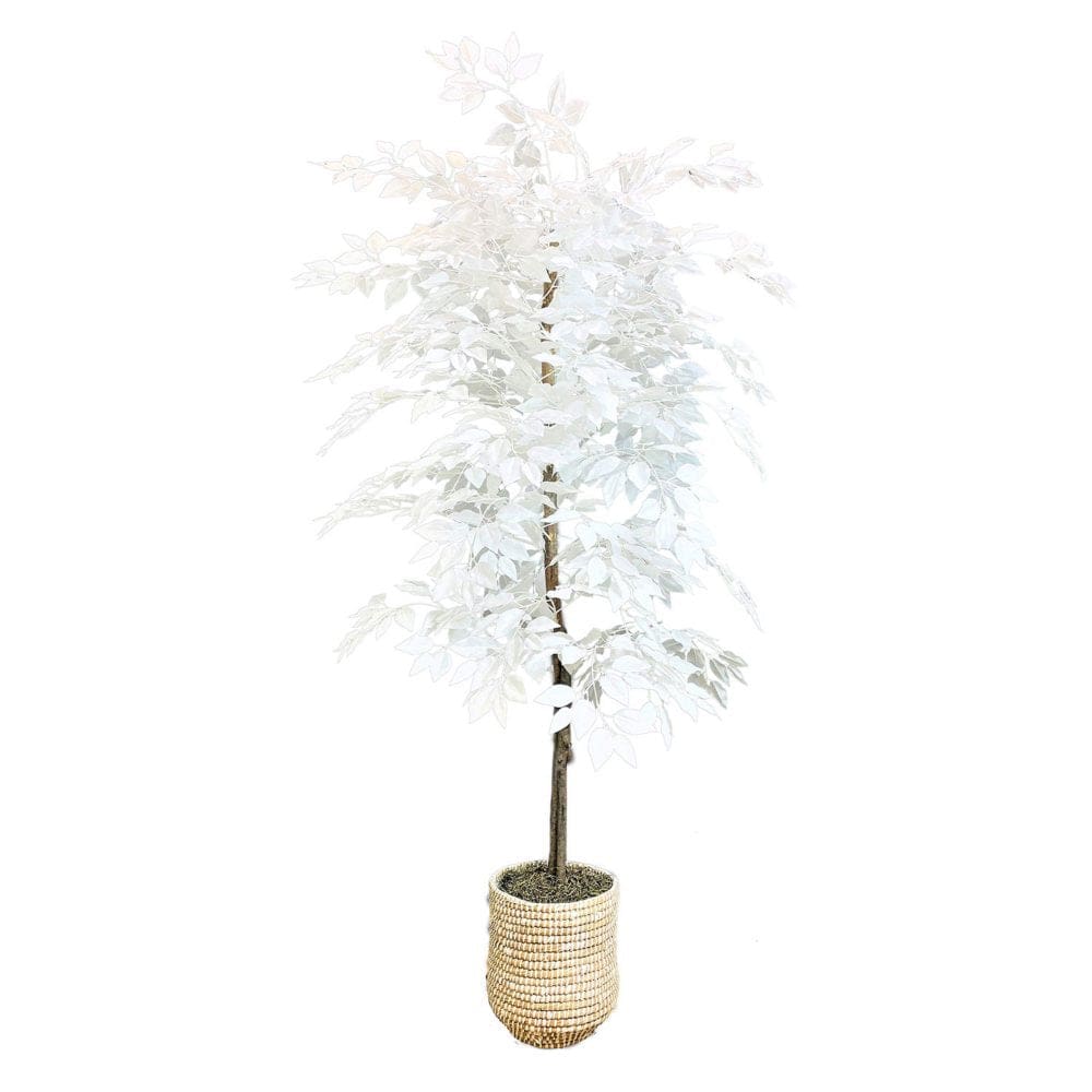 6’ Artificial White Ficus in White Handwoven Basket - Decor - ShelHealth