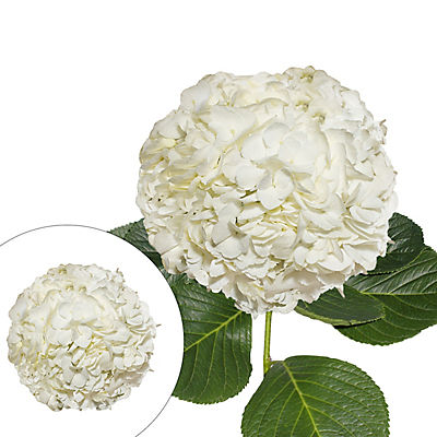 Hydrangeas, 30 Stems - White