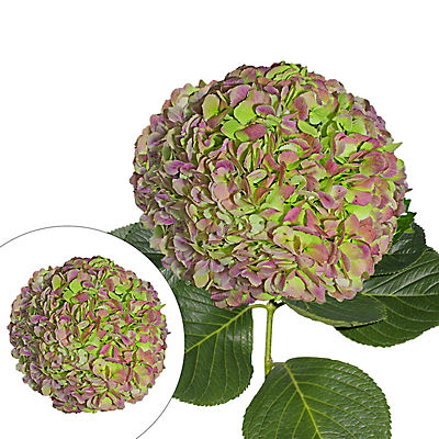 Jumbo Hydrangeas, 12 Stems - Green