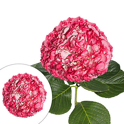 Hand-Painted Hydrangeas, 26 Stems - Pink