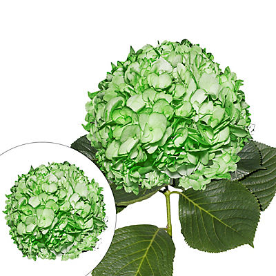 Hand-Painted Hydrangeas, 26 Stems - Green