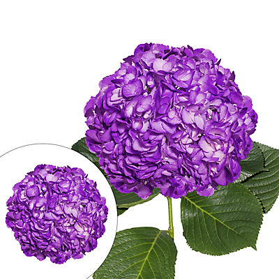 Hand-Painted Hydrangeas, 26 Stems - Purple