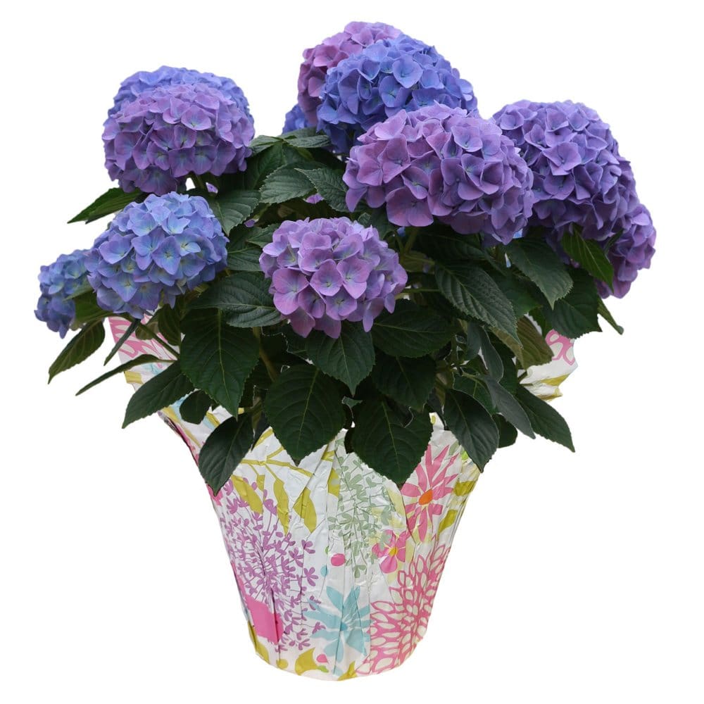 9 Blue Hydrangea Potted Plant by One Floral - Flowers in Bulk - 9