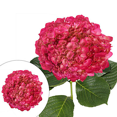 Hand Panted Metallic Hot Pink Hydrangeas
