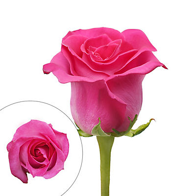 Hot Pink Roses