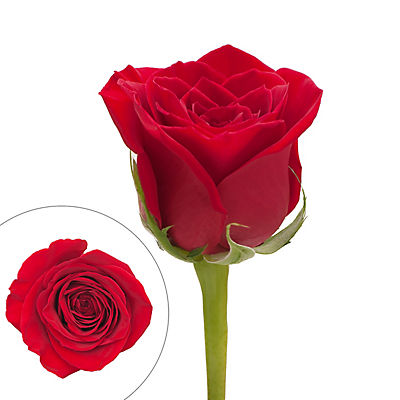 Red Roses