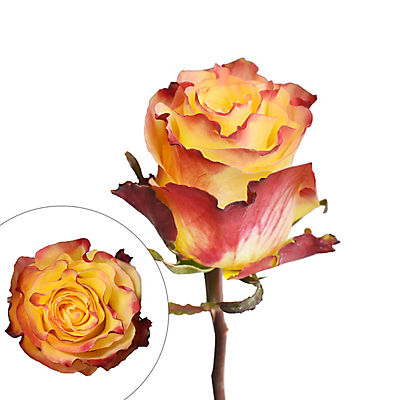 Yellow Red Bicolor Roses