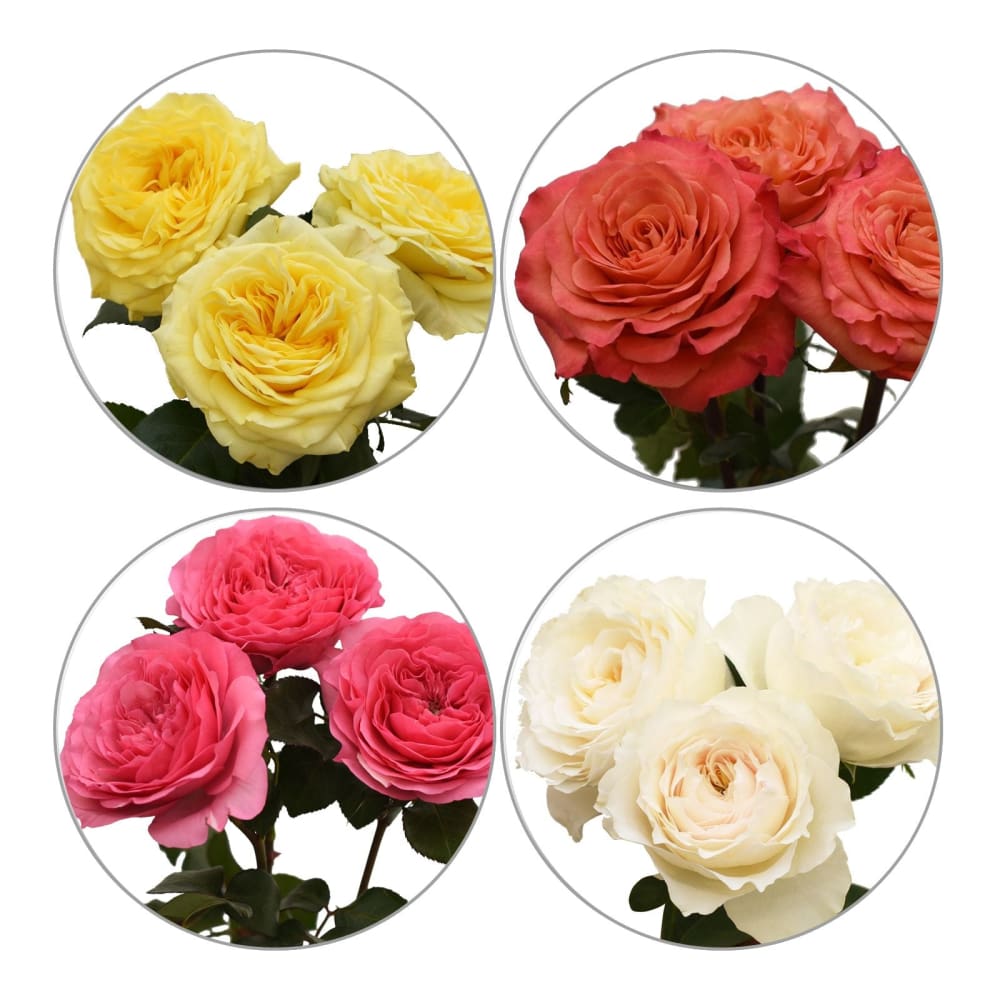 Assorted Color Garden Roses 50 Stems - Assorted