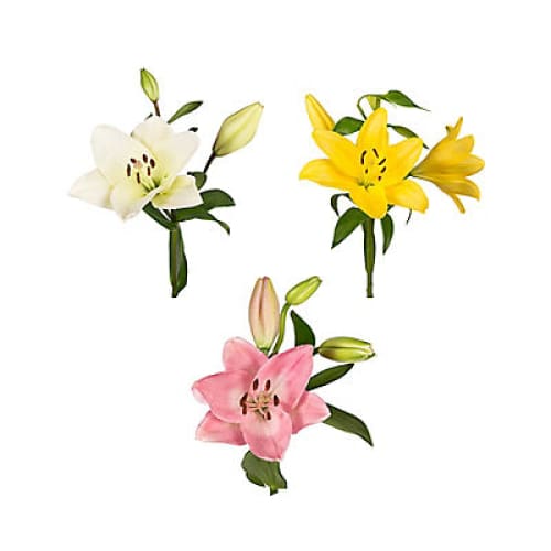 Assorted L.A. Hybrid Lilies 60 Stems - Home/ - InBloom