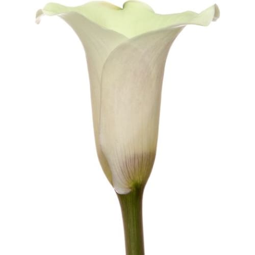 Calla Lilies 36 ct. - White - InBloom