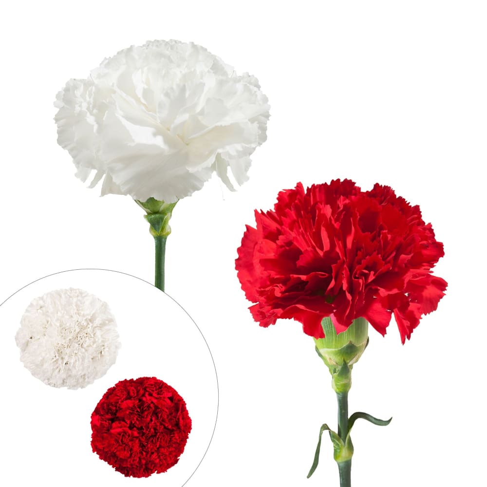 InBloom Carnation Wedding Assortment 100/100 Stems - White Red - Home/Home/Flowers & Plants/Other Flowers/ - InBloom