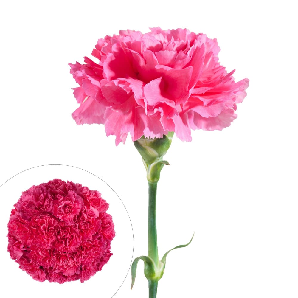 Carnations 200 ct. - Hot Pink - InBloom