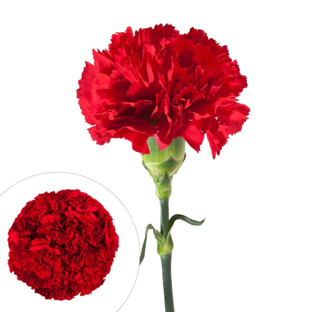 Carnations 200 ct. - Red - InBloom