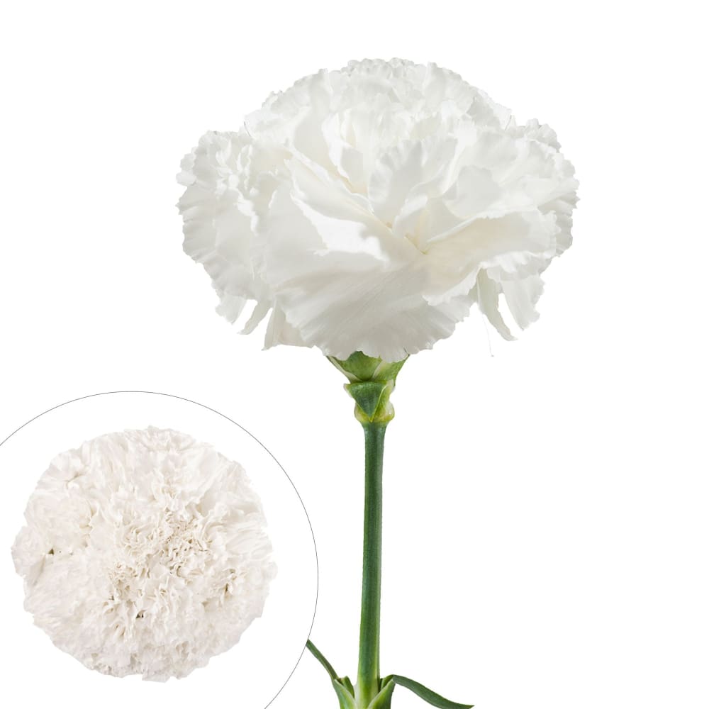 Carnations 200 ct. - White - InBloom