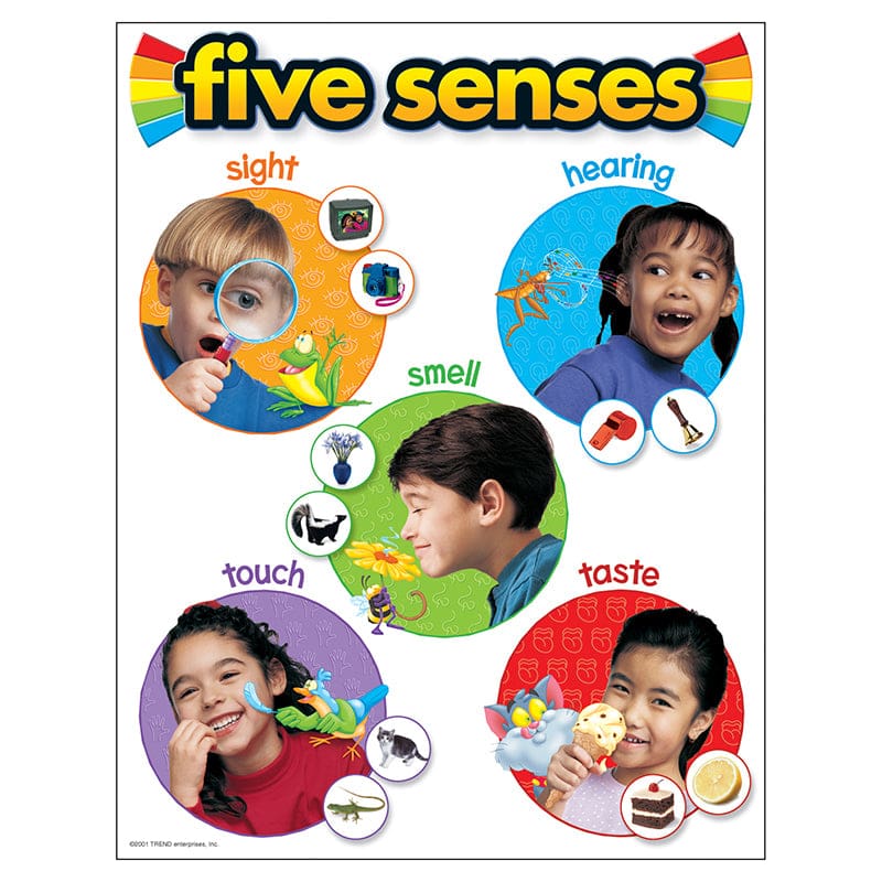 Chart Five Senses 17 X 22 Gr Pk-2 (Pack of 12) - Science - Trend Enterprises Inc.