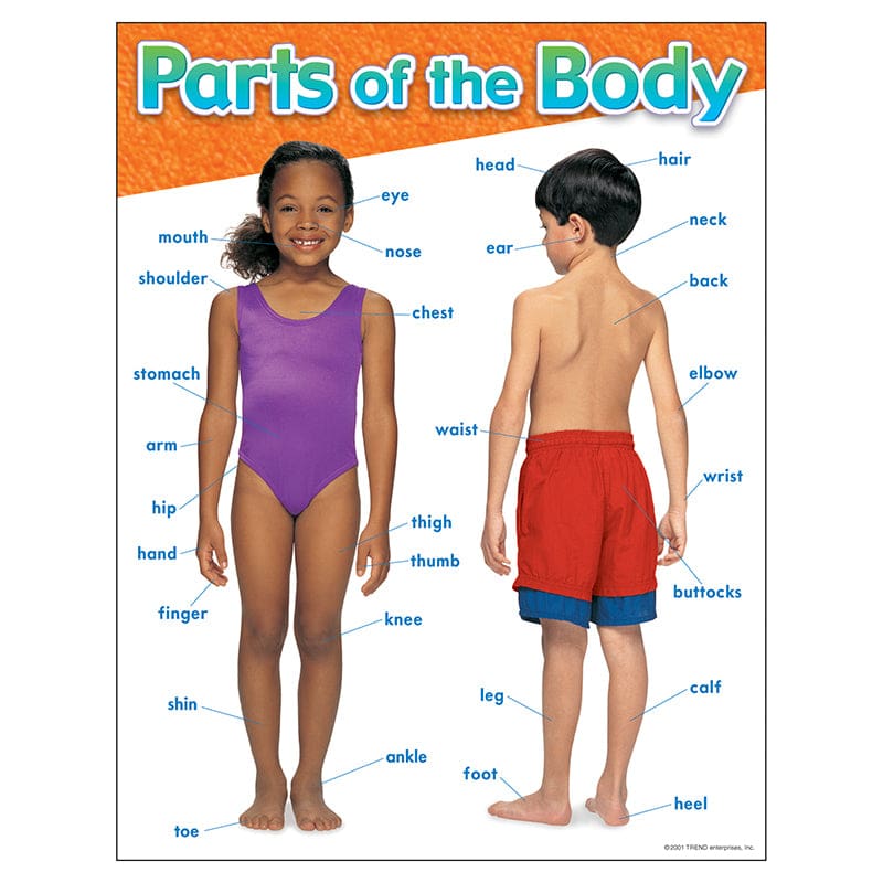 Chart Parts Of The Body (Pack of 12) - Science - Trend Enterprises Inc.