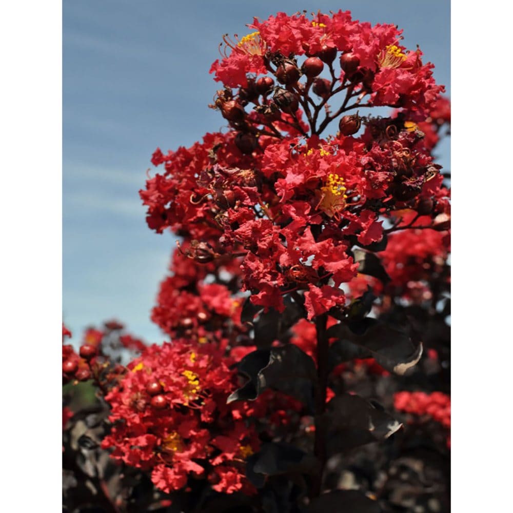 Crimson Red Black Diamond Crape Myrtle - Plants - Crimson