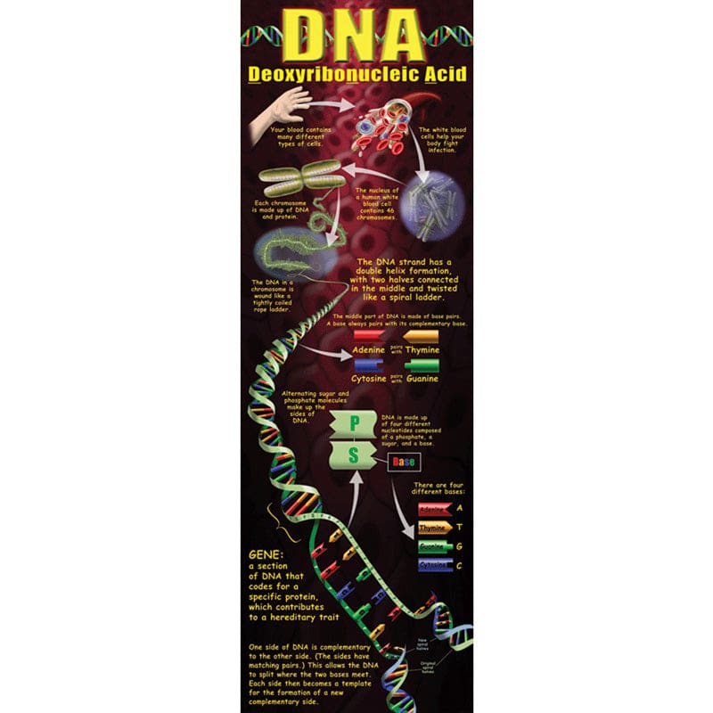 Dna Colossal Poster (Pack of 6) - Science - Teacher Created Resources