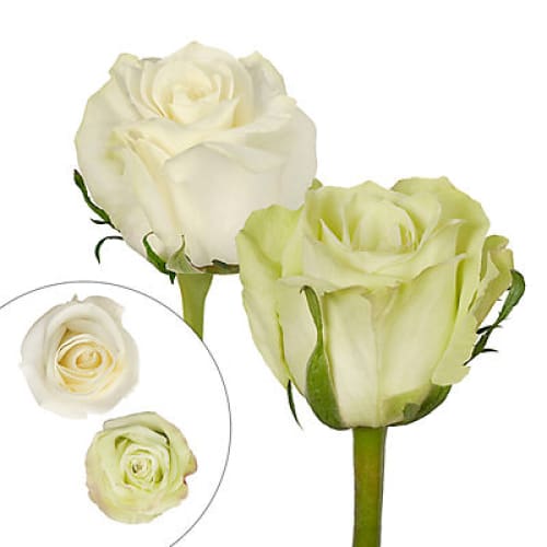 Green & White Roses 125 Stems - Home/Flowers/Roses & Petals/ - InBloom