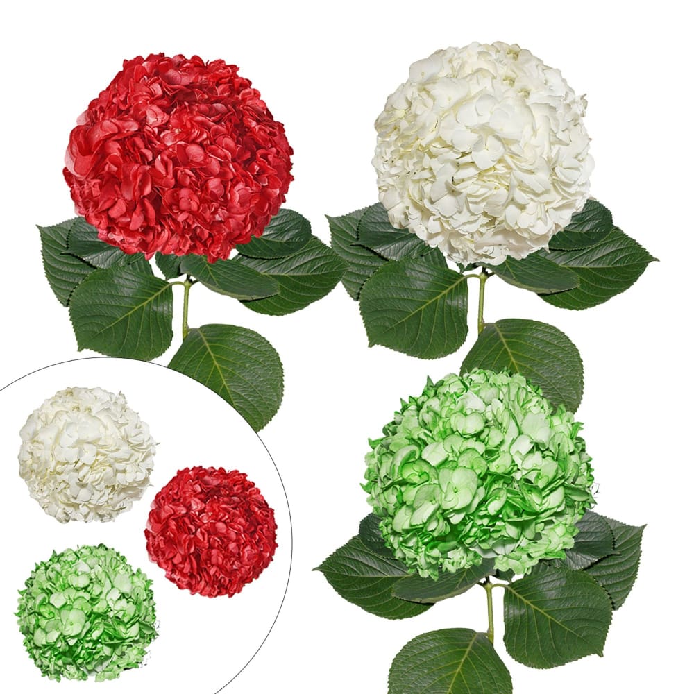 InBloom Hand-Painted Hydrangeas 26 Stems - X-Mas Green - Home/Home/Flowers & Plants/Hydrangeas/ - InBloom