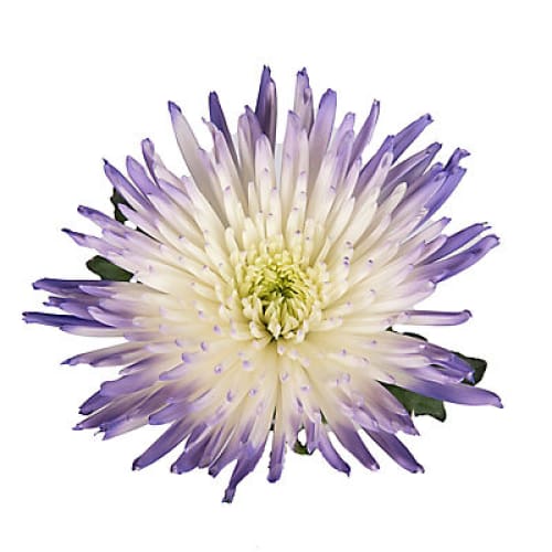 Hand-Painted Spider Mums - White/Purple - Home/ - InBloom