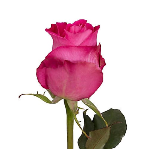 Hot Pink Roses 125 Stems - Home/Flowers/Roses & Petals/ - InBloom
