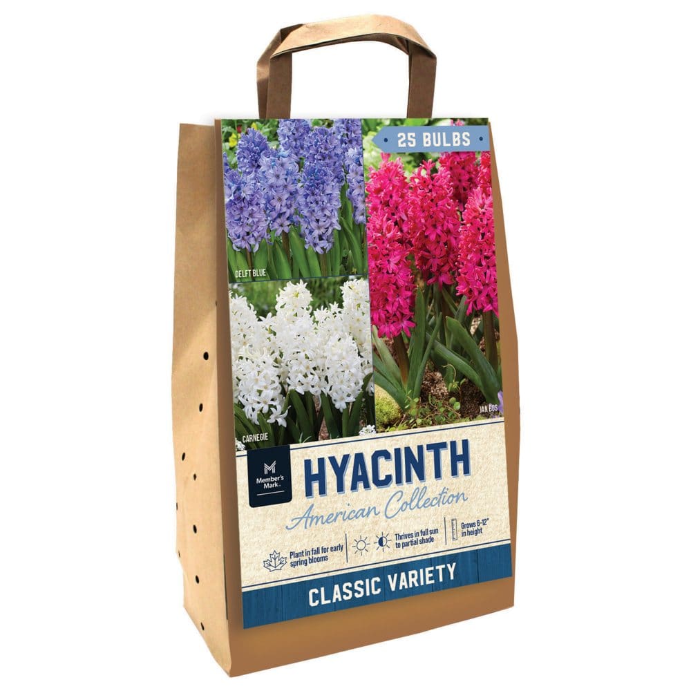Hyacinth American Collection - Package of 25 Dormant Bulbs - Seeds & Bulbs - Hyacinth