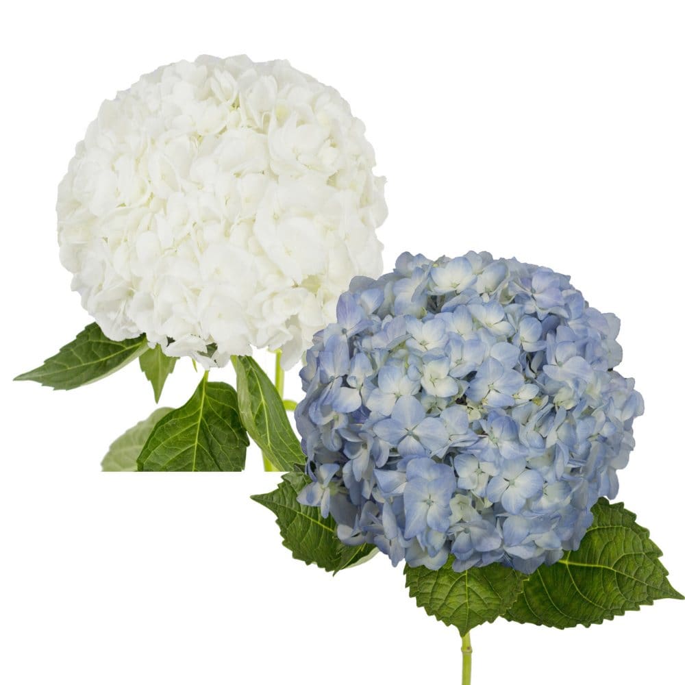Hydrangeas Natural Blue & White Combo (20 stems) - Hydrangea - Hydrangeas,