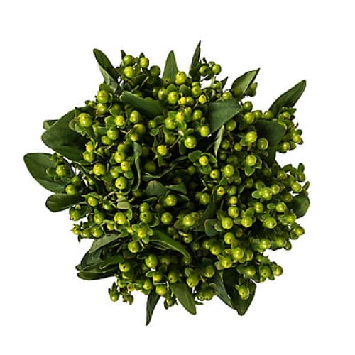 Hypericum 120 Stems - Green - Home/Flowers/Greenery & Fillers/ - InBloom