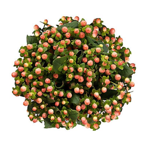 Hypericum 120 Stems - Pink - Home/Flowers/Greenery & Fillers/ - InBloom