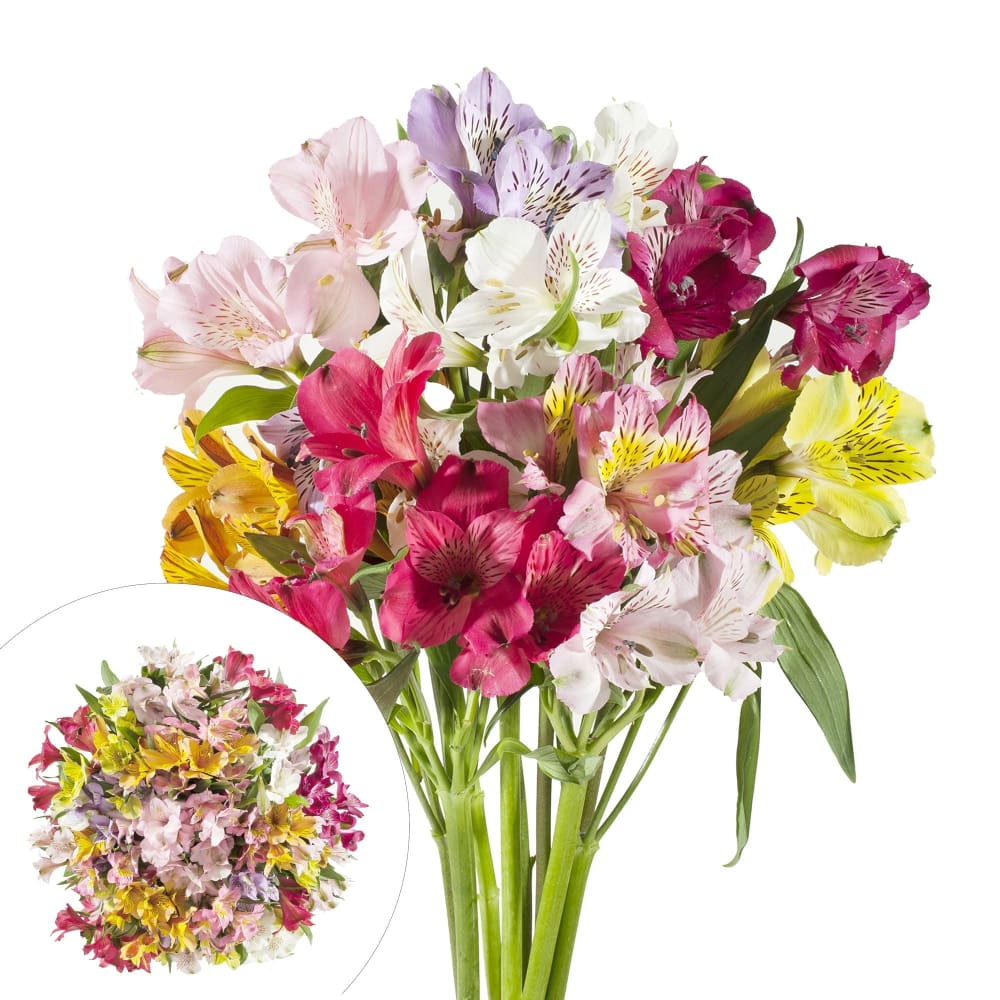 InBloom Alstroemeria 120 Stems - Assorted - InBloom