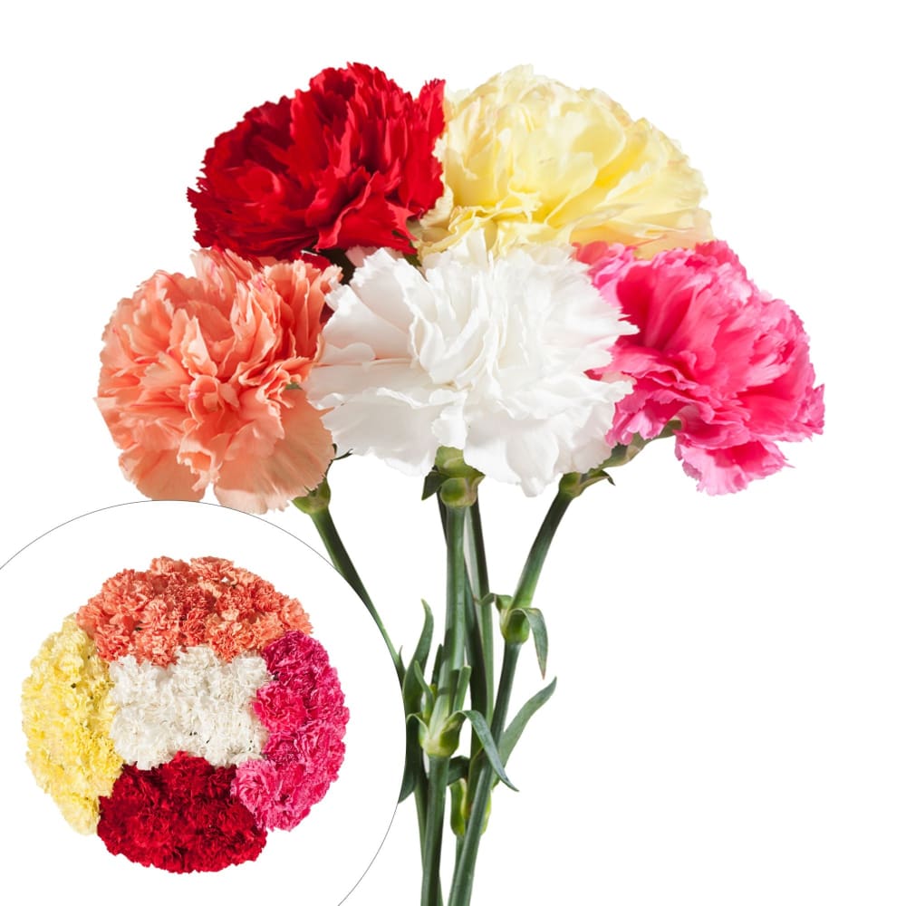 InBloom InBloom Carnations 100 Stems - Assorted - Home/Home/Flowers & Plants/Other Flowers/ - InBloom