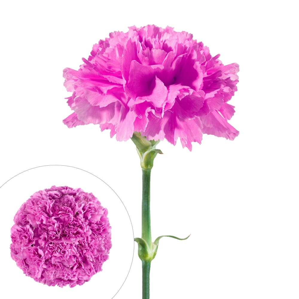 InBloom Carnations 100 Stems - Lavender - InBloom