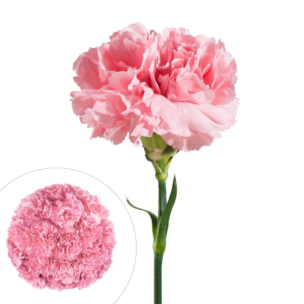 InBloom Carnations 100 Stems - Pink - InBloom