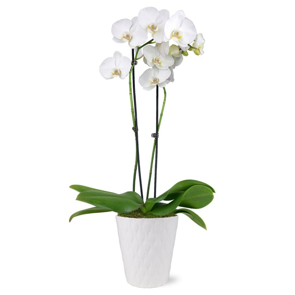 Just Add Ice Live White Orchid in White Ceramic Pottery 24 Tall - Plants - ShelHealth