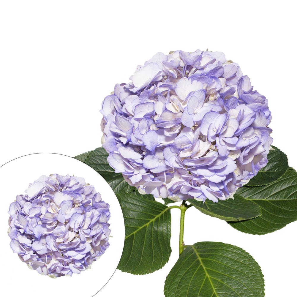 InBloom Lavender Hand-Painted Hydrangeas 26 Stems - Home/Home/Flowers & Plants/Hydrangeas/ - InBloom