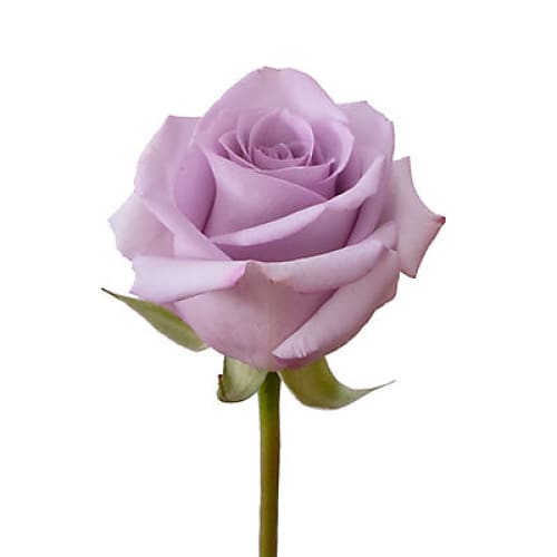 Lavender Roses 125 Stems - Home/Flowers/Roses & Petals/ - InBloom