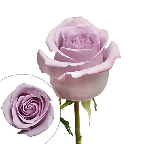 Lavender Roses - Home/Flowers/Roses & Petals/ - InBloom