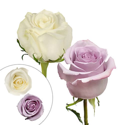 Lavender & White Roses 125 Stems - Home/Flowers/Roses & Petals/ - InBloom