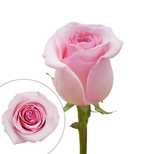 Light Pink Roses - Home/Flowers/Roses & Petals/ - InBloom