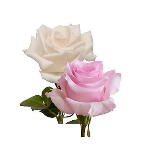Light Pink & White Roses 125 Stems - Home/Seasonal/Easter/Easter Decor/ - InBloom