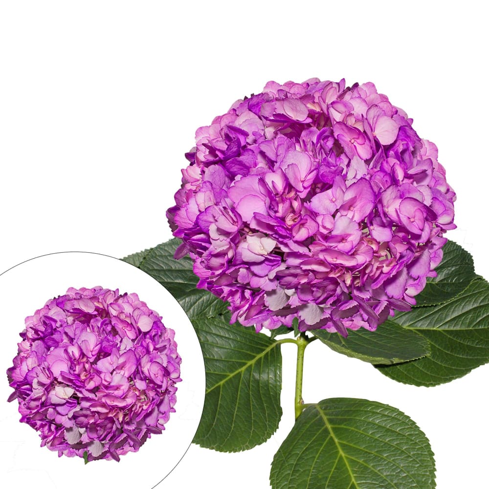 InBloom Lilac Hand-Painted Hydrangeas 26 Stems - Home/Home/Flowers & Plants/Hydrangeas/ - InBloom