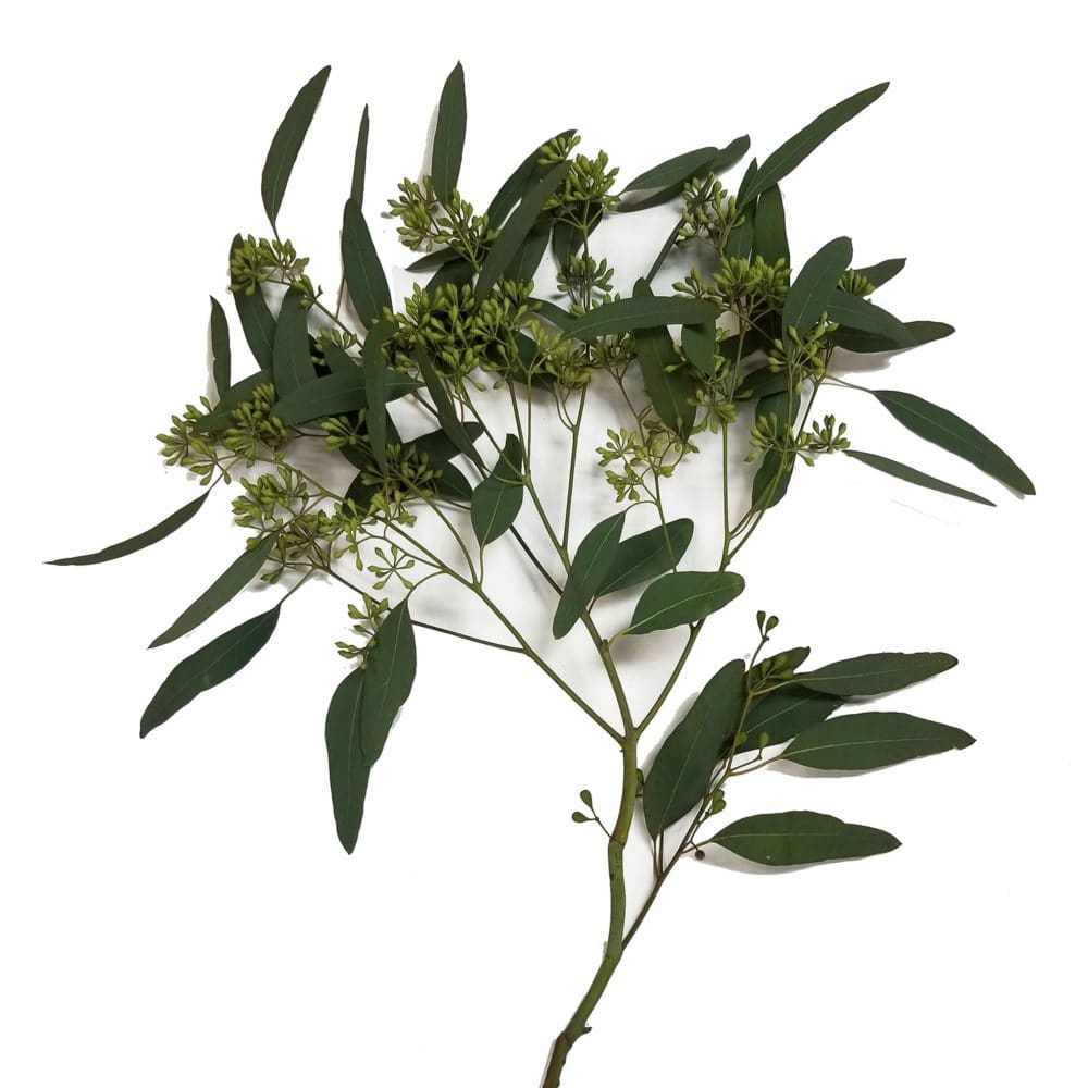 Member’s Mark Cupped Seeded Eucalyptus (40 stems) - Bulk Flowers & Greenery - Member’s