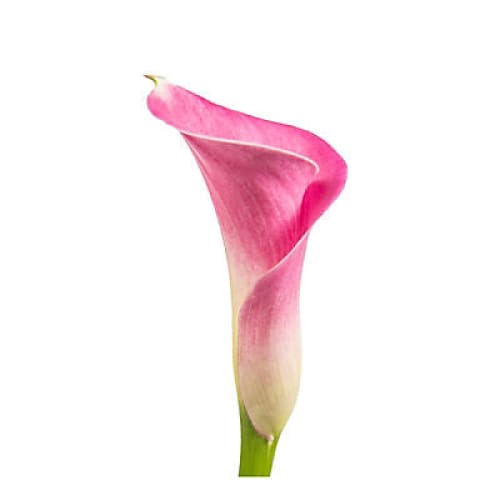 Mini Calla Lilies 100 ct. - Pink - Home/ - InBloom
