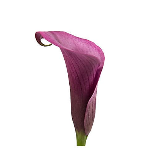 Mini Calla Lily 100 Stems - Purple - Home/ - InBloom